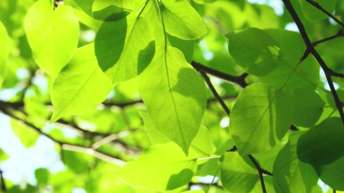 阳光透过树叶 夏天清新阳光洒在树叶上