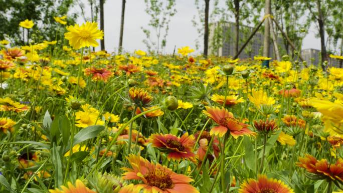 4K河畔公园花海