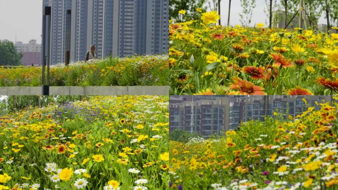 4K河畔公园花海