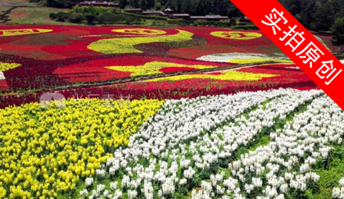 4K 田园花海花卉种植旅游观光10