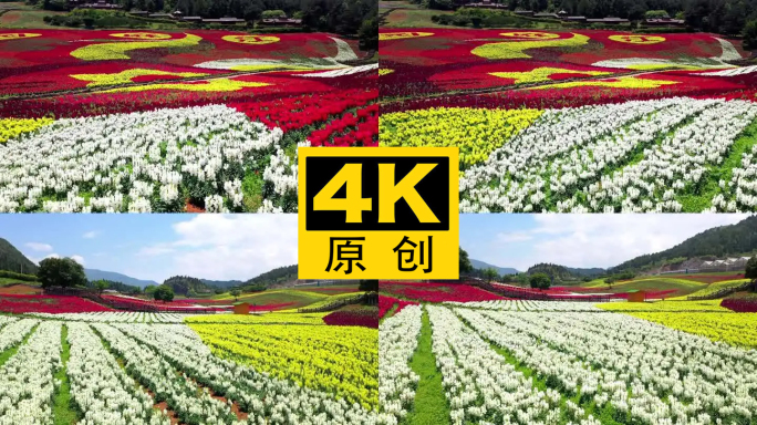 4K 田园花海花卉种植旅游观光10