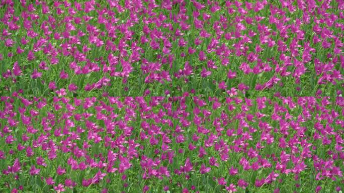 一片紫色的郁金香花花海在微风吹拂下摇动