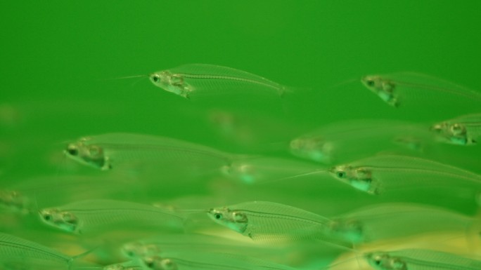 绿色背景下的透明小鱼群