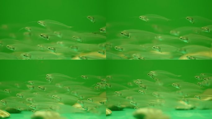 绿色背景下的透明小鱼群