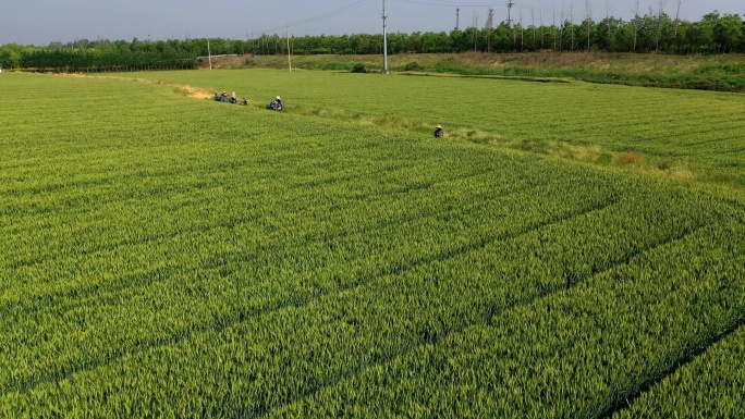 风吹麦浪农民除草