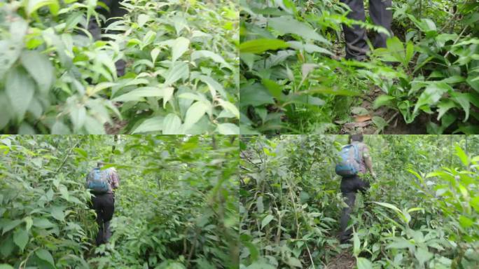 4k鼎湖山森林行走登山