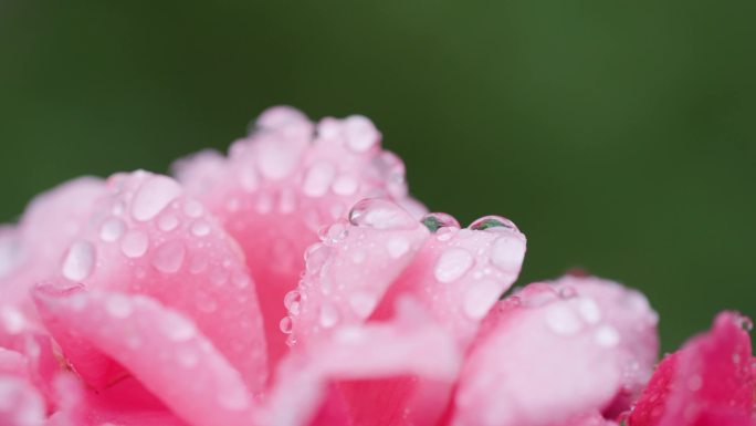 4K高清雨后盛开的玫瑰花