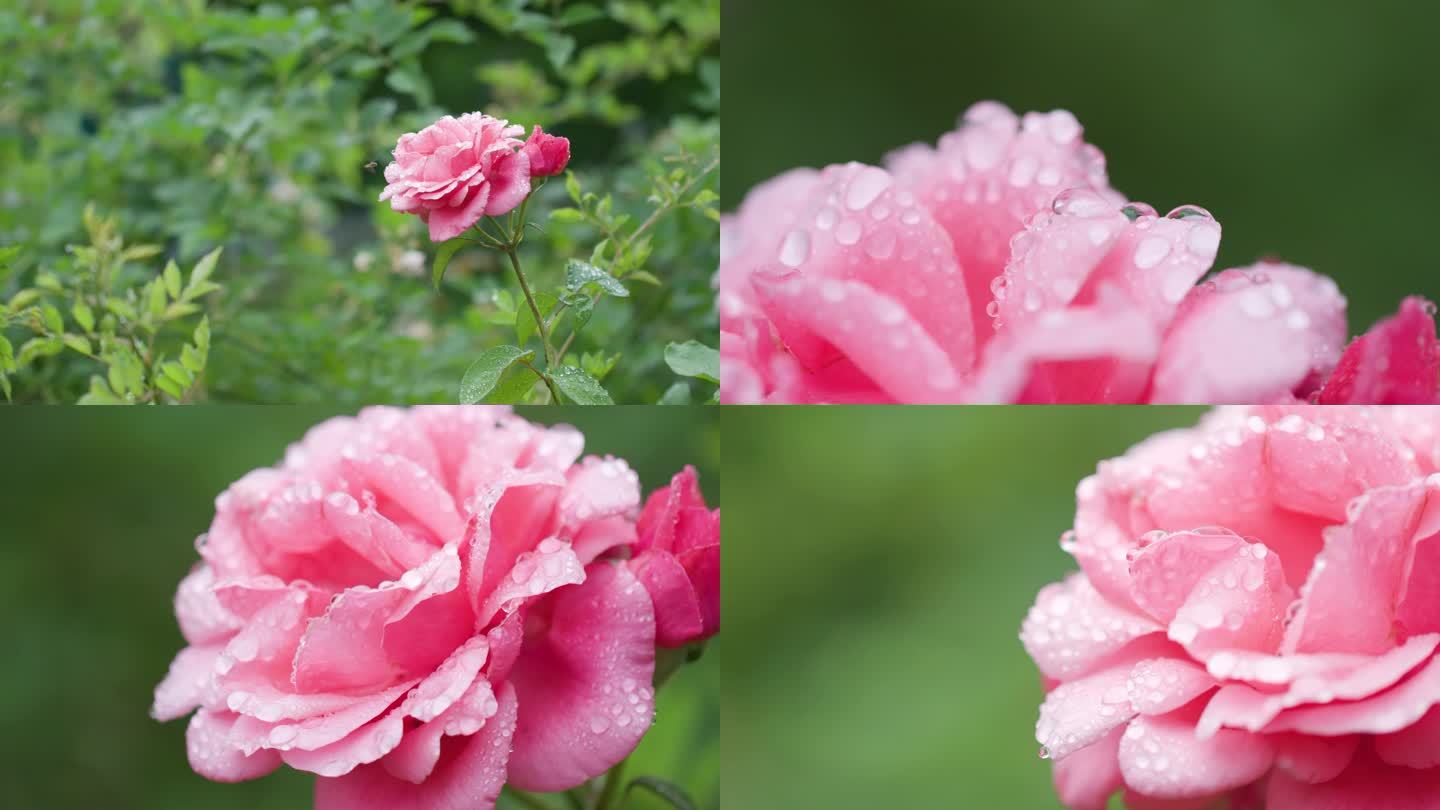 4K高清雨后盛开的玫瑰花