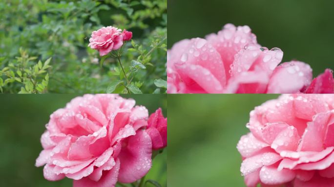 4K高清雨后盛开的玫瑰花