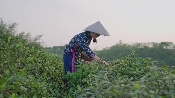 农家采茶女 采茶