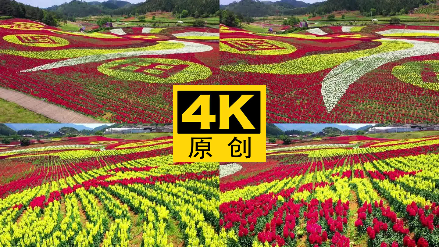 4K 田园花海花卉种植旅游观光6
