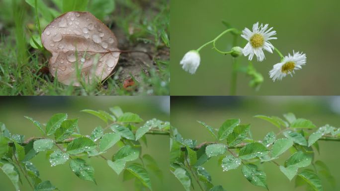 4K高清升格雨后的花草树叶