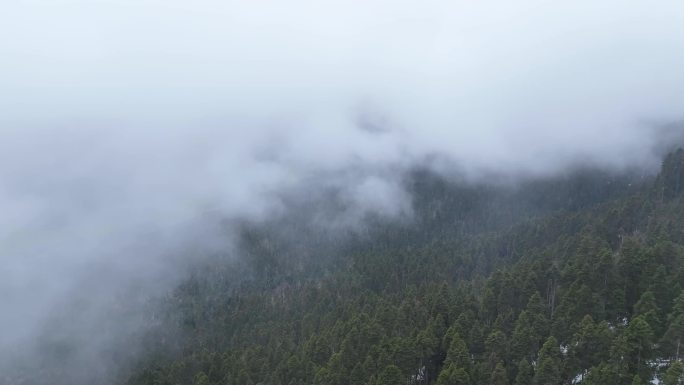 原始森林雾海
