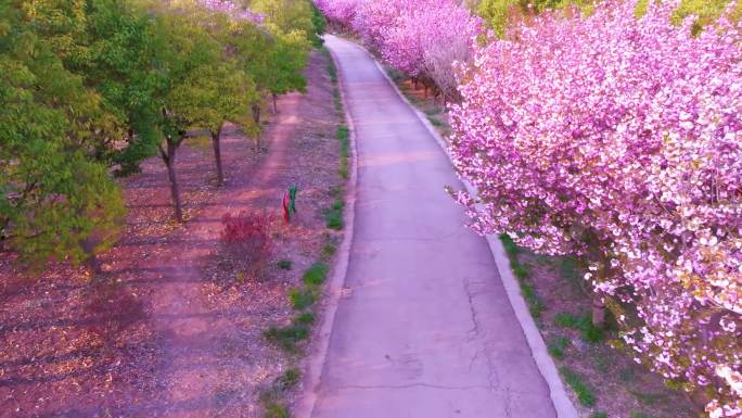 春天北坡樱花粉色花海大道