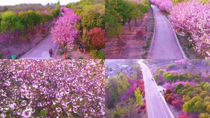 春天北坡樱花粉色花海大道