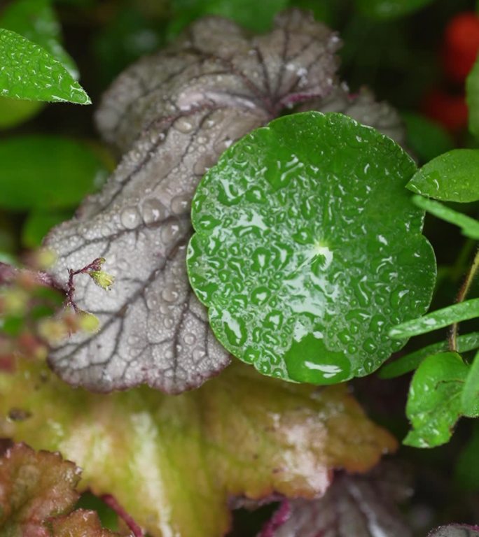 雨中的铜钱草