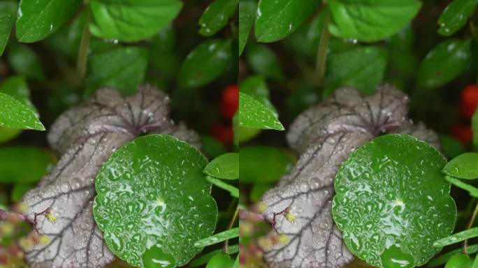 雨中的铜钱草