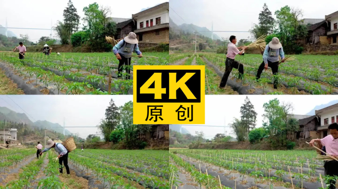 4K 农民在地里干农活种植辣椒