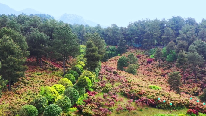 枫叶树