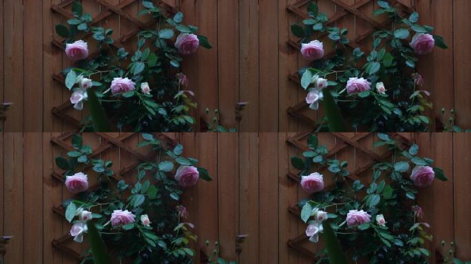 雨中的蔷薇花 蔷薇花墙
