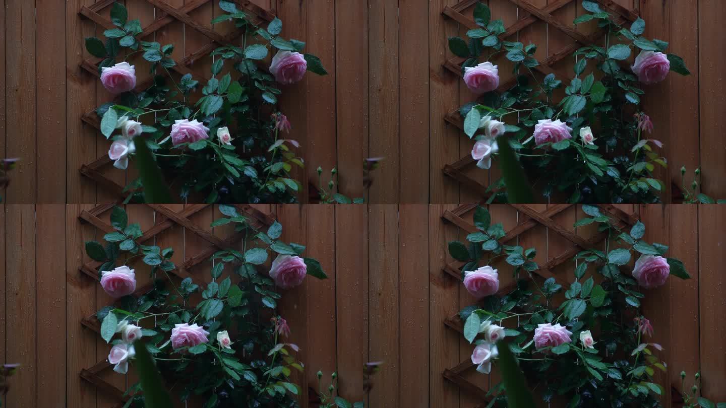 雨中的蔷薇花 蔷薇花墙