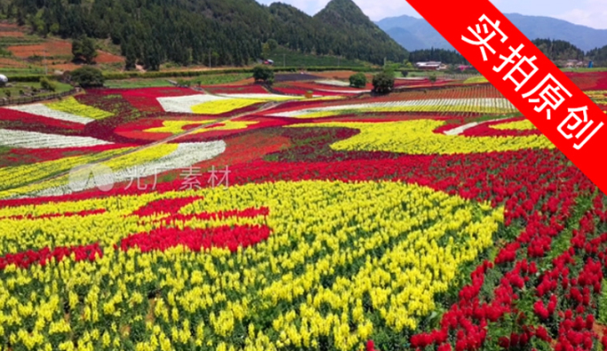 4K 田园花海花卉种植旅游观光8