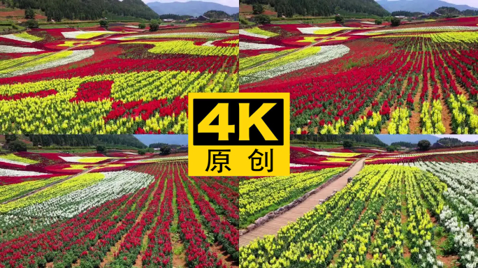 4K 田园花海花卉种植旅游观光8