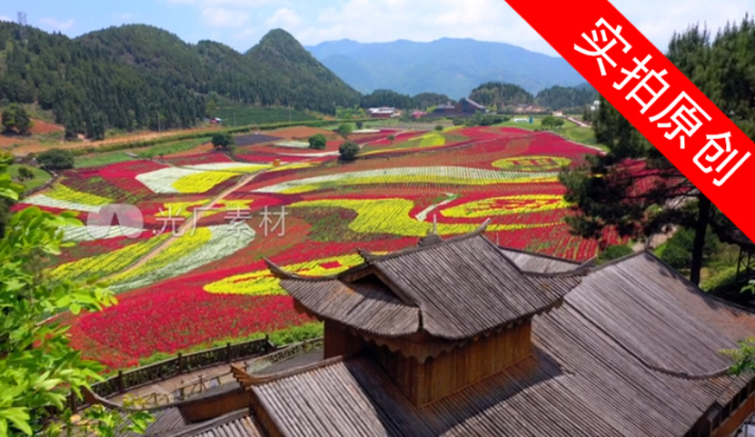 4K 田园花海花卉种植旅游观光2