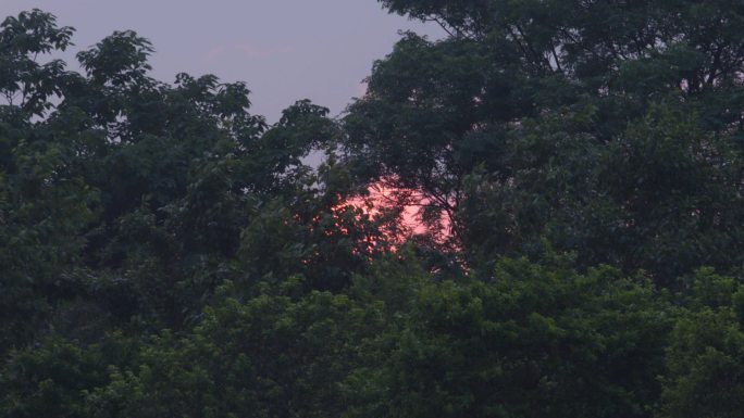 夕阳透过树叶傍晚的树林