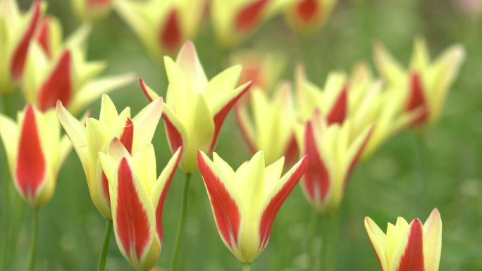 花瓣上一抹红色郁金香花朵花海美景实拍4K