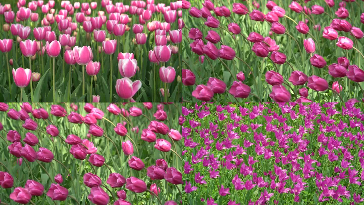 盛开的粉红色花瓣白边紫色郁金香花朵4K