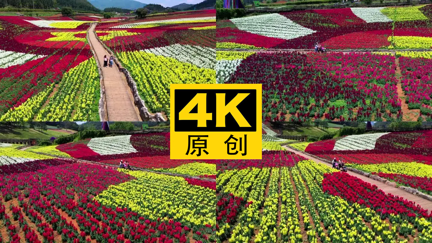 4K 田园花海花卉种植旅游观光17