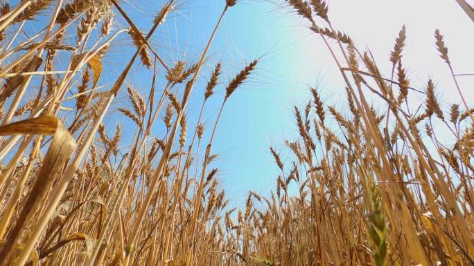 蓝天下成熟的麦子