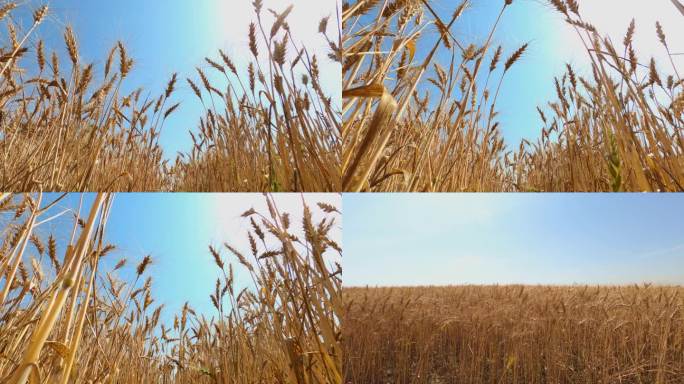 蓝天下成熟的麦子