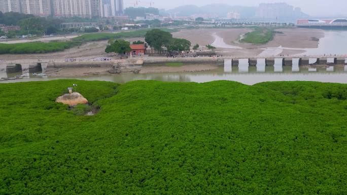 红树林