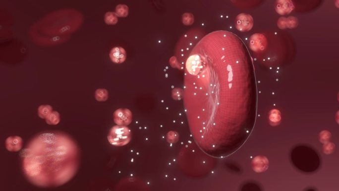 人体血管血红细胞