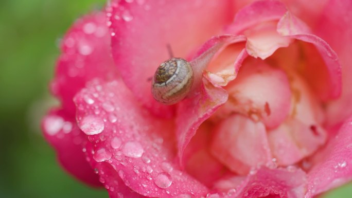 神奇大自然4K高清雨后的玫瑰和蜗牛