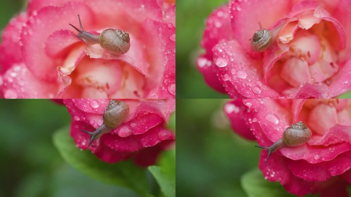 神奇大自然4K高清雨后的玫瑰和蜗牛