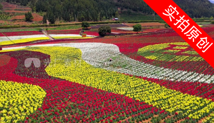 4K 田园花海花卉种植旅游观光7