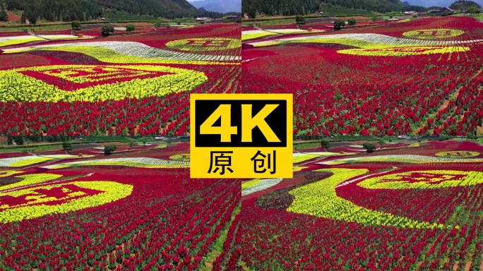 4K 田园花海花卉种植旅游观光7