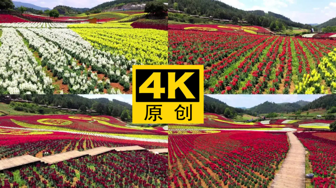 4K 田园花海花卉种植旅游观光15