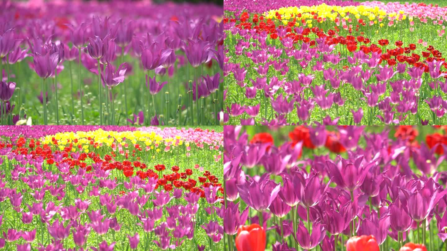 紫色花瓣的郁金香微风吹动微微摇动美景