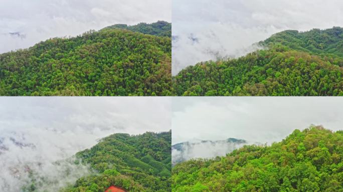 雨后山区森林云雾