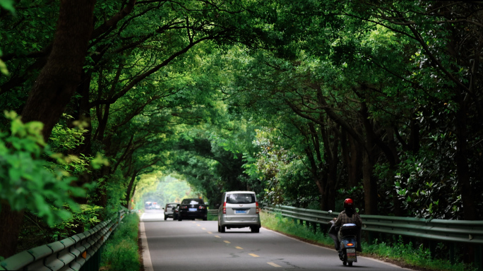 乡间公路 绿色道路 4K