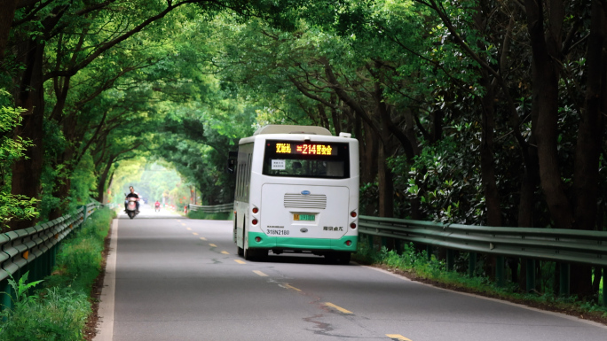 乡间公路 绿色道路 4K