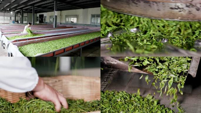 茶叶加工流程    茶叶生产基地