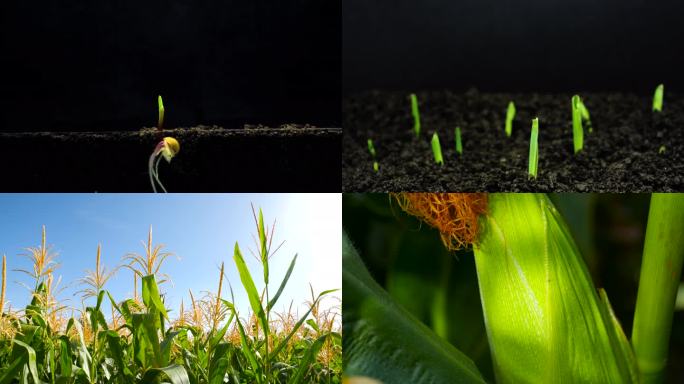 玉米种子生长延时摄影