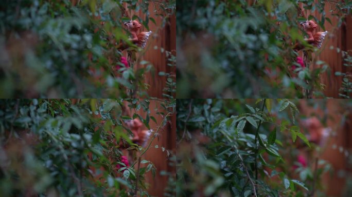 雨中的蔷薇 小松鼠