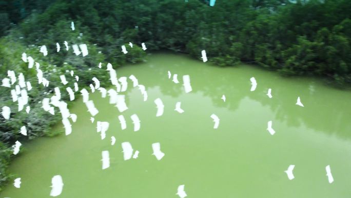 红树林 湿地 海边湿地 水鸟