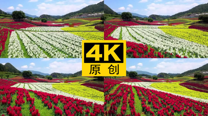 4K 田园花海花卉种植旅游观光11
